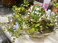 コケモモを育てていますが なかなか花が咲きません 花の咲かない理 Yahoo 知恵袋