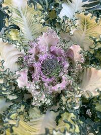 ブロッコリーのこぼれ種が成長して こうなりました なんでこんな Yahoo 知恵袋