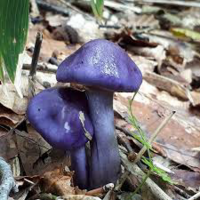 この紫色のキノコは 食べれますか Yahoo 知恵袋