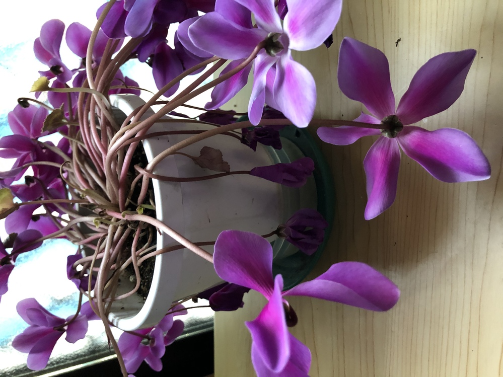 シクラメンの育て方を教えてください こんな感じになってしまいました 少し日があ Yahoo 知恵袋