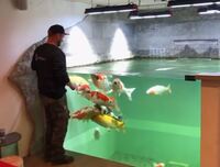 こういう水槽がほしいです 制作費はいくらほどしますか 画像引用 Ht Yahoo 知恵袋