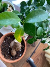 観葉植物初心者です ダイソーで観葉植物を買って育てるのが最近の Yahoo 知恵袋