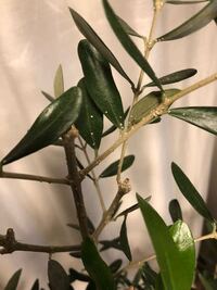 土の上に大量の白いつぶつぶが発生しました これは何でしょうか 虫の卵 それ Yahoo 知恵袋