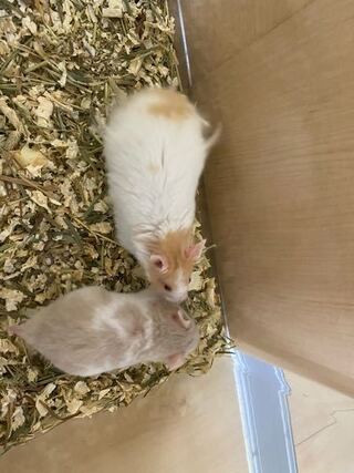 毛長ハムスター 赤目 カラーハムスター 赤目この2匹の種類はなん Yahoo 知恵袋