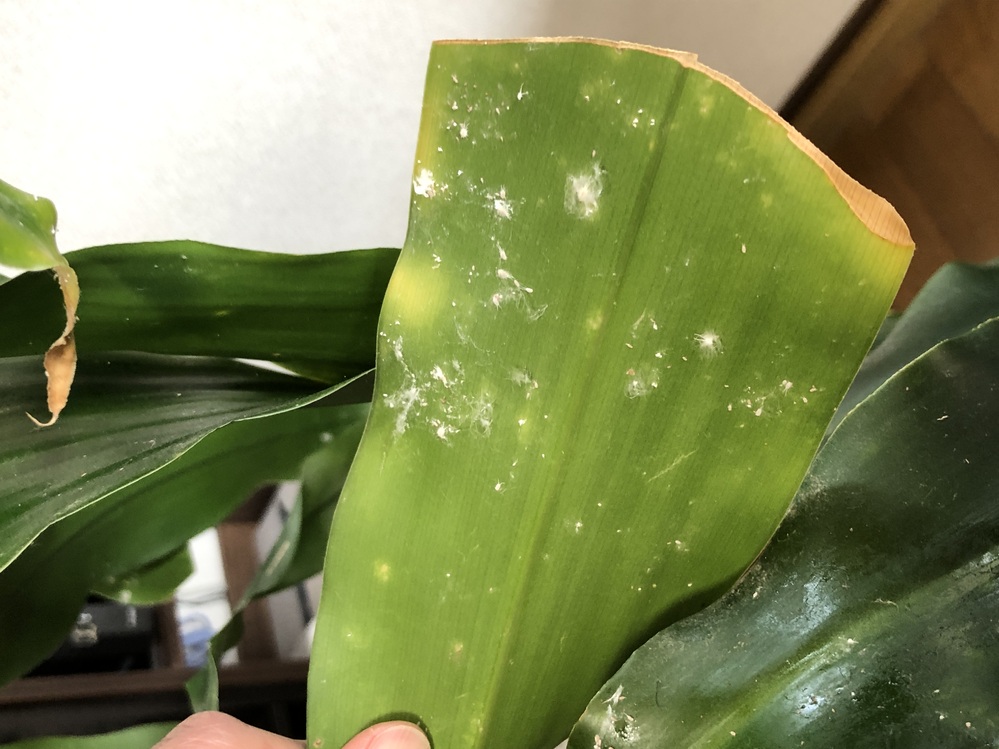 観葉植物の葉の表や裏に付いてる白い綿みたいなものはなんですか 拭いても拭 Yahoo 知恵袋