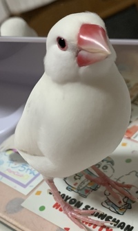 Ps4の日本語版arkについて アルゲンタヴィスをテイムして野生の恐竜を掴んで Yahoo 知恵袋