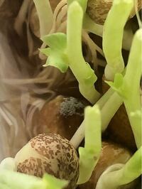 再収穫しようとした豆苗にカビ が生えていました 種の部分です 切って水に Yahoo 知恵袋