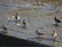 このカモは全部メスですか ペアでいるのはよく見ますが メスだけで集まるこ Yahoo 知恵袋