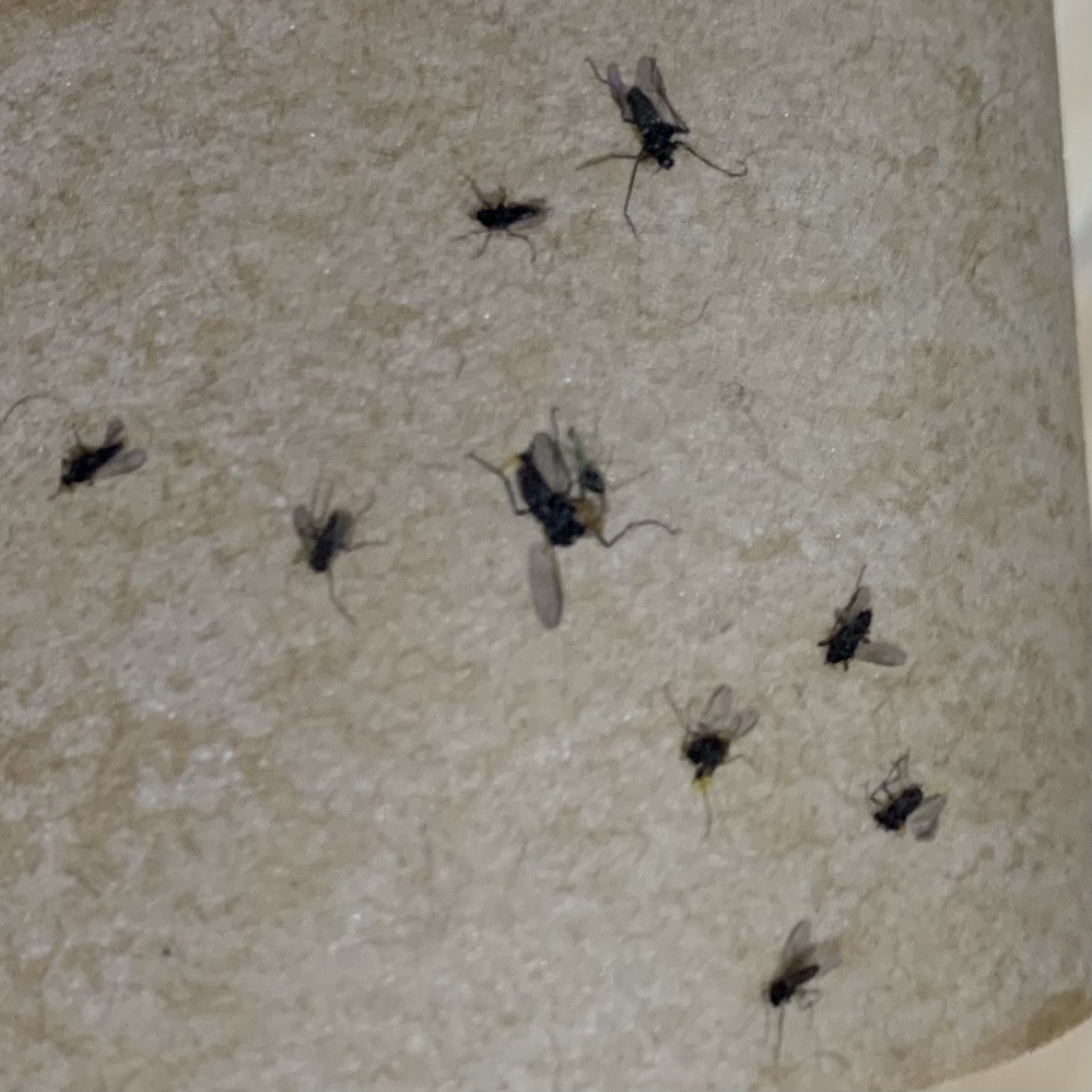 この虫が家の中で大量発生していて困っています 小バエでもなく Yahoo 知恵袋