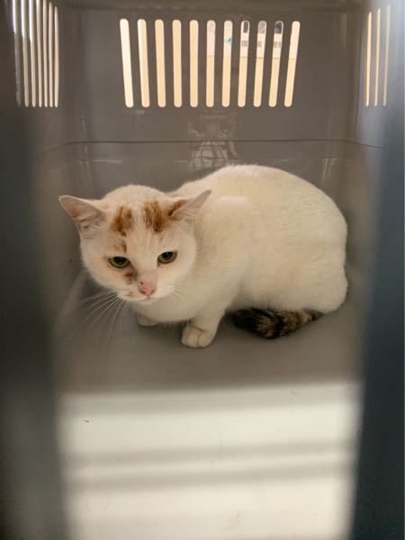 猫の品種この子は雑種ですがハチワレでもないし、キジトラでもないし何 