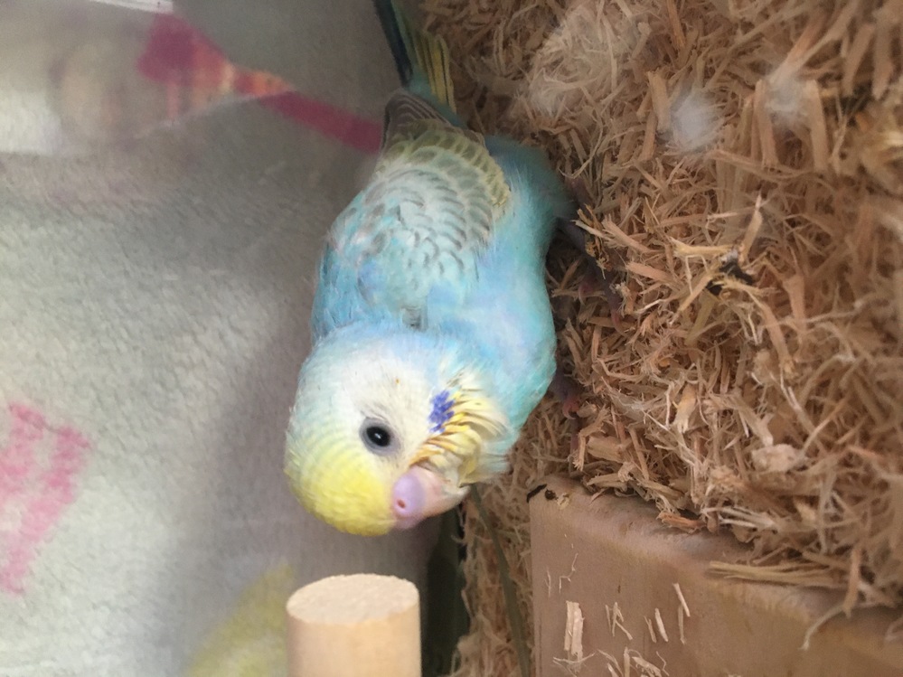 一月上旬生まれのセキセイインコです。はじめは、しゃべるインコを飼い