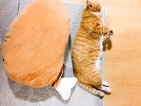 死んだ猫が生き返る方法ってありますかね。
飼い猫が息を引き取って数週間経つのですがショックで立ち直れないです。 