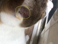 愛猫の耳のけがにオロナインは 室内飼いの愛猫の耳の前に引っ掻き傷が Yahoo 知恵袋