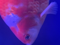 金魚に白い斑点やカビのようなものが見えます 食欲もあまりありません 体を痒がる Yahoo 知恵袋