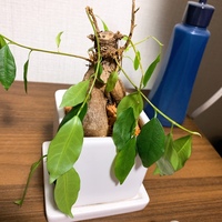 突然ガジュマルが萎れました 室内で育てているため日光には当たりません Yahoo 知恵袋