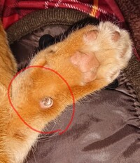 うちのお猫様ですが 写真のこの部分を血豆にさせて帰宅するんです 地に Yahoo 知恵袋