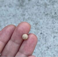 コガネムシの卵 最近 庭のバラの根元に のような小豆色を Yahoo 知恵袋
