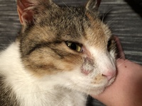 結膜炎にかかってしまった子猫に目薬をする際逃げられ 暴れられ散々 Yahoo 知恵袋