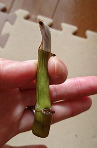 横浜ロイヤルパークホテル シリウス 服装について教えてくださ Yahoo 知恵袋