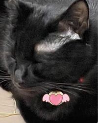 猫の目の上がハゲています こんにちは 我が家の飼い猫は私の手や Yahoo 知恵袋