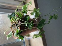 昨日の昼頃 水差しして根が出た状態のシュガーバインを土に植えました 植え Yahoo 知恵袋