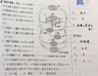 中2理科生物血液循環 血液循環は 体循環 肺循環という順 Yahoo 知恵袋