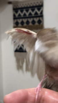 文鳥は愛情深いと言いますが 愛情を向ける対象が人形などの可能性も Yahoo 知恵袋