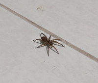 この蜘蛛の名前はなんですか よく家に出ます 南米在住です 叩いたら赤ち Yahoo 知恵袋