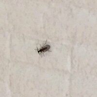 この虫は何でしょう 1ｍｍくらいの小型のハエのようです 家の天井に数 Yahoo 知恵袋