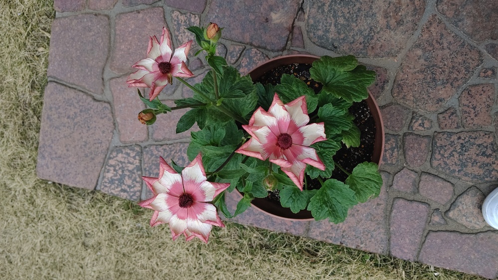 ラナンキュラスラックスのテセウスという品種です 写真のように花びらが Yahoo 知恵袋