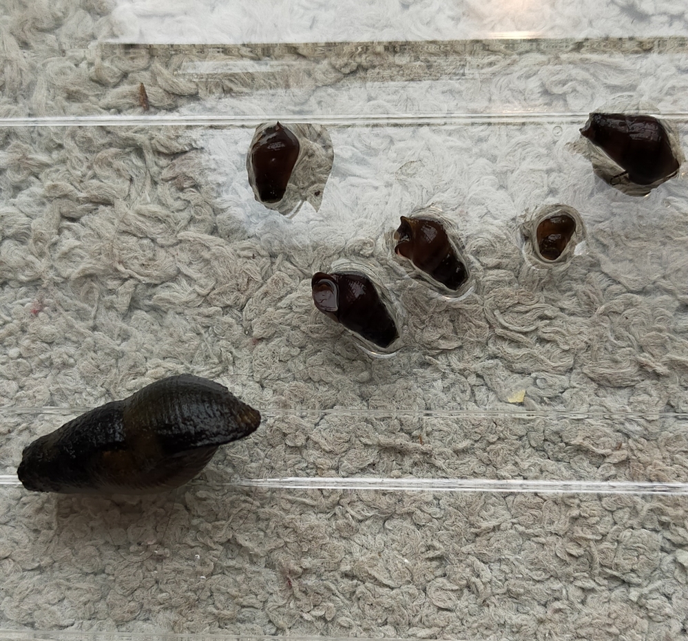 メダカビオトープに画像の貝がたくさんいます。 - 一番大きな貝は、去年の夏に近... - Yahoo!知恵袋