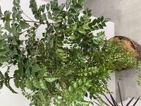 こちら植物名前わかる方いらっしゃいますでしょうか 室内に置いてるのですが Yahoo 知恵袋