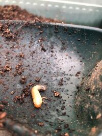 この幼虫はなんの幼虫ですか 写真がわかりづらいかもしれないですが ま Yahoo 知恵袋