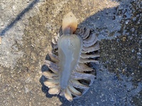 蝶野と言う苗字は愛媛県なんですか 発祥は主に愛媛県です Yahoo 知恵袋