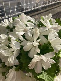 音楽記号のフェルマータはどんな意味ですか 短めの文で教えて Yahoo 知恵袋