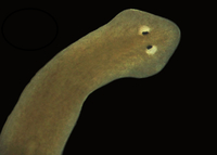 プラナリアの目みたいなのありますがこれは目ですか 模様ですか 眼杯と呼ば Yahoo 知恵袋