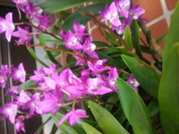 デンドロビュームギンギアナムの花後の処理について ご教授ください こんにちは Yahoo 知恵袋