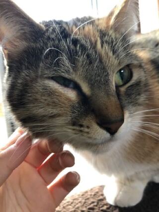 時々外に出す飼い猫なんですが 今日帰ってきたら右目が腫れる というか赤くなって Yahoo 知恵袋