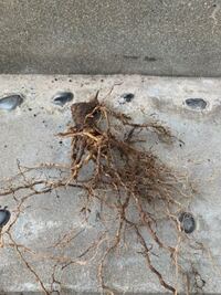 鉢植えのハゴロモジャスミンが冬の間に枯れました 掘り起こしたら球 Yahoo 知恵袋