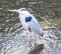 シロサギとクロサギの違いって何ですか 鳥の名前じゃな Yahoo 知恵袋