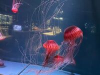 これはなんという名前のクラゲですか 傘の直径15センチほどで触 Yahoo 知恵袋