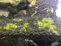 このニューラージパールグラスは死んでますか 絨毯まだいける感じですか Yahoo 知恵袋