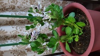 まだ３０センチにもならないソラマメの花が咲いてきたんですが どうすればい Yahoo 知恵袋