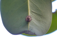 虫画像注意 ソヨゴにいる虫 の正体を知りたいです 先日うちの Yahoo 知恵袋