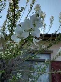 この花の名前おしえて下さい 3月木になる白い花です リキュウバ Yahoo 知恵袋