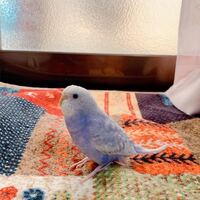 セキセイインコのオパーリン スパングル バイオレットの価格相場はいくらくらいで Yahoo 知恵袋