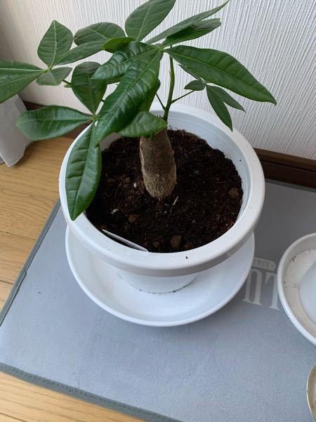 観葉植物 解決済みの質問 Yahoo 知恵袋