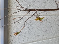 さくらんぼ さくらんぼ何故花が咲かないの教えて下さい剪定しないと駄目ですか Yahoo 知恵袋