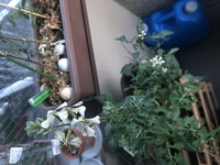 プランターでベビーリーフを育て過ぎて白い花が咲いてます コレは何なの Yahoo 知恵袋