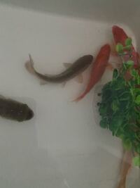 少しわかりづらいですが3種類の金魚の品種を教えていただきたいです 繁殖方 Yahoo 知恵袋